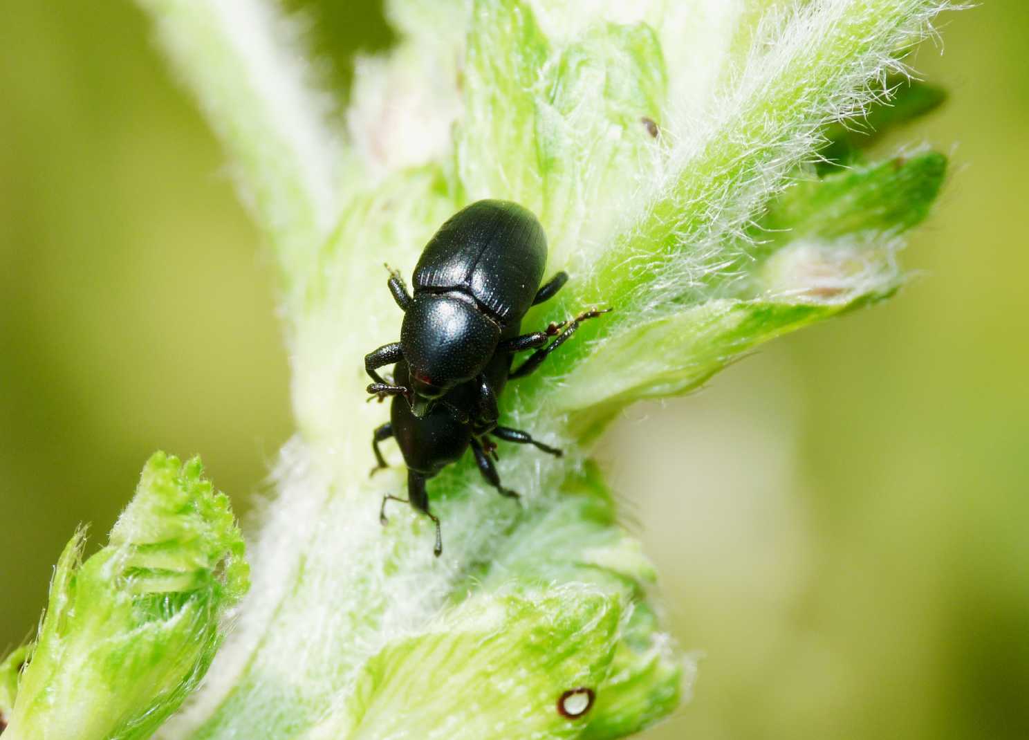Curculionidi sulla malva: Malvaevora timida